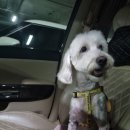 멍블멍블 이미지