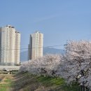 충주 가 볼만 한 곳 - 너무 예쁜 벚꽃을 볼 수 있는 충북 충주 하방마을