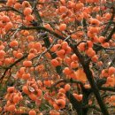 청도감마을 이미지