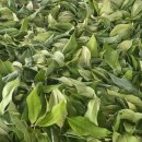 밀양농장 이미지