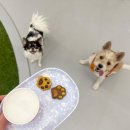 삼성애견 이미지