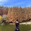 외대로 | [📍명소/경기 용인] 용인외대 명수당 가을 (25.11.2주차 평일)