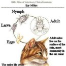 슈슈 동물병원 이미지