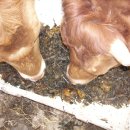 우리집 한우 이미지