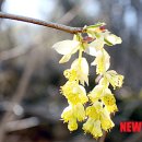 호계천변 이미지