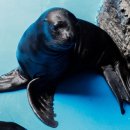 아쿠아플라넷 여수 이미지