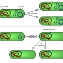 플라스미드(PLASMID)