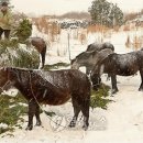 성읍리-13 이미지