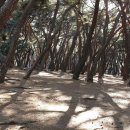 배동삼릉 이미지