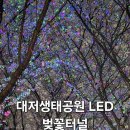 강서 낙동강30리 벚꽃축제(2025년) | ​[부산 축제] 강서 낙동강 30리 벚꽃축제 다녀왔어요! 대저생태공원 LED 벚꽃 지난해....와 다른