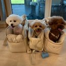 여주 다리원 애견독채팬션 이미지