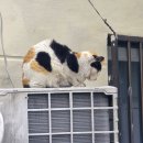 정수분식 | [부산 해운대 분식 맛집] 빨간 떡볶이 후기(+내 요리를 곁들인)