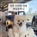 양주 도마뱀 카페 웨일컴퍼니 다녀온 후기｜애견동반 가능한 파충류 카페