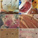 Discus의 자유 생활 병원성 amoebae Acanthamoeba 이미지