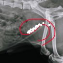 성남동물병원 이미지