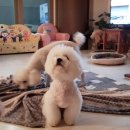 상주애견 이미지