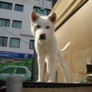 상록수카정비 이미지