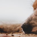 빛이나개 이미지