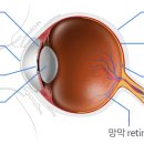 망막이란 이미지