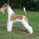 애견백과 - 와이어 폭스 테리어 (Wire Fox Terrier) 이미지