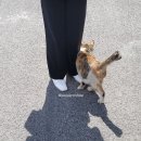계룡상회