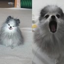 강아지song 이미지