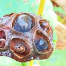 연자농장 이미지