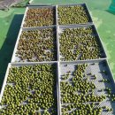 비자나무아래집 이미지