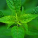 박하농장 이미지