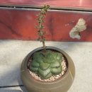 다육모듬!낱개도가능 이미지