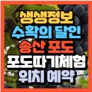 양성농장 | 생생정보 수확의 달인 경기도 화성 포도 농장 체험 송산 포도팜스토리(+위치 체험예약 바로가기)