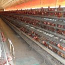 행복양계장 이미지