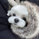 딜라잇펫