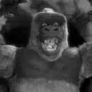 킹콩 이미지