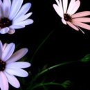 풀잎 위의 이슬 이미지