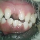 힐스동물병원 이미지