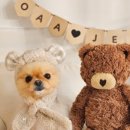 오션비치스파애견펜션 이미지