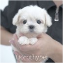 천안 강아지분양 도로시펫 네이버블로그