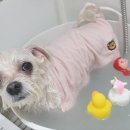 헤어 컹컹 이미지