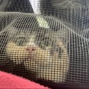 파스텔동물병원 이미지