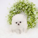 대구강아지분양 도로시펫 이미지