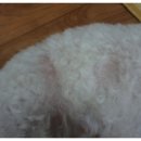 엄마손 동물병원 이미지