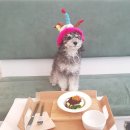 동반카페 반려동물 수제간식 스테이크 강아지 생일케이크 포지티브보울 PAWSITIVE BOWL 영업시간 추천후기