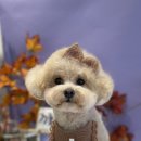 까까뿌숑 이미지