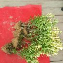 보령성주우체국 이미지