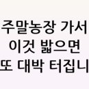 복채농장 네이버블로그