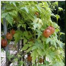 시골산장 이미지