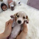 파주시 환경관리센타 | 파주강아지무료분양 상담 후기, 크림 닥스훈트 선택 이유