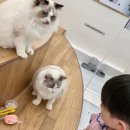 캣플헤븐 AK플라자금정점 | 금정 AK플라자 캣플헤븐 :: 아이랑 깔끔하고 넓은 고양이 카페 군포 안양 실내 데이트