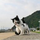 동네고양이 이미지